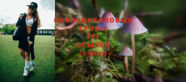 прущие грибы Дмитриев